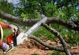 Best Tree Maintenance Programs  in Highland Beach, FL